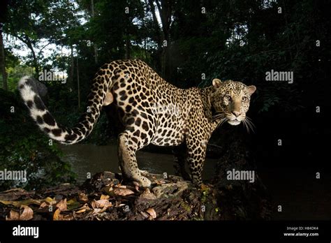 gabon leopard|panthera pardus.